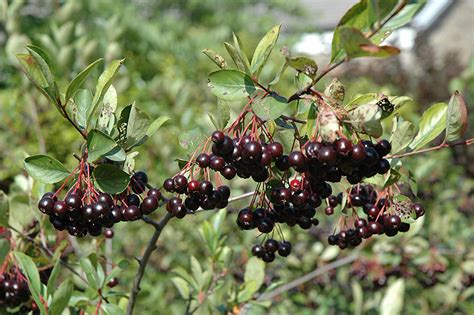 The unique characteristics of autumn majic black chokeberry